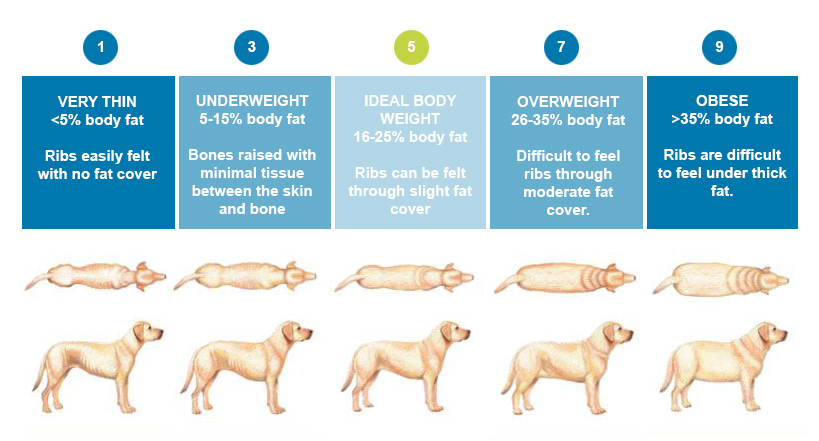 dietary-requirements-of-adolescent-dogs