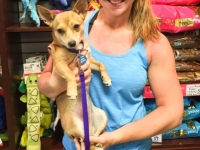 FoxyAdopted