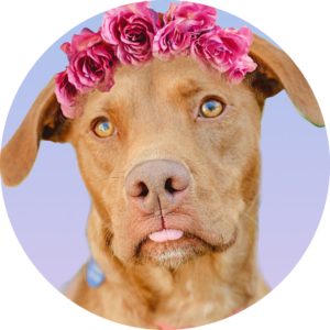 "Bow Wow" Brunch @ The Grand Summit Hotel | Summit | New Jersey | United States