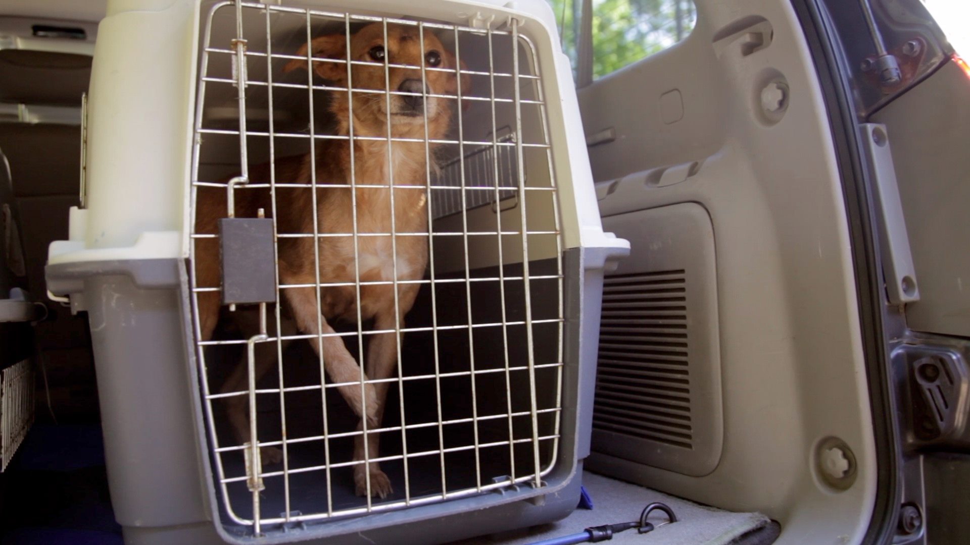 On her way to her new life with Home for Good Dog Rescue Home For