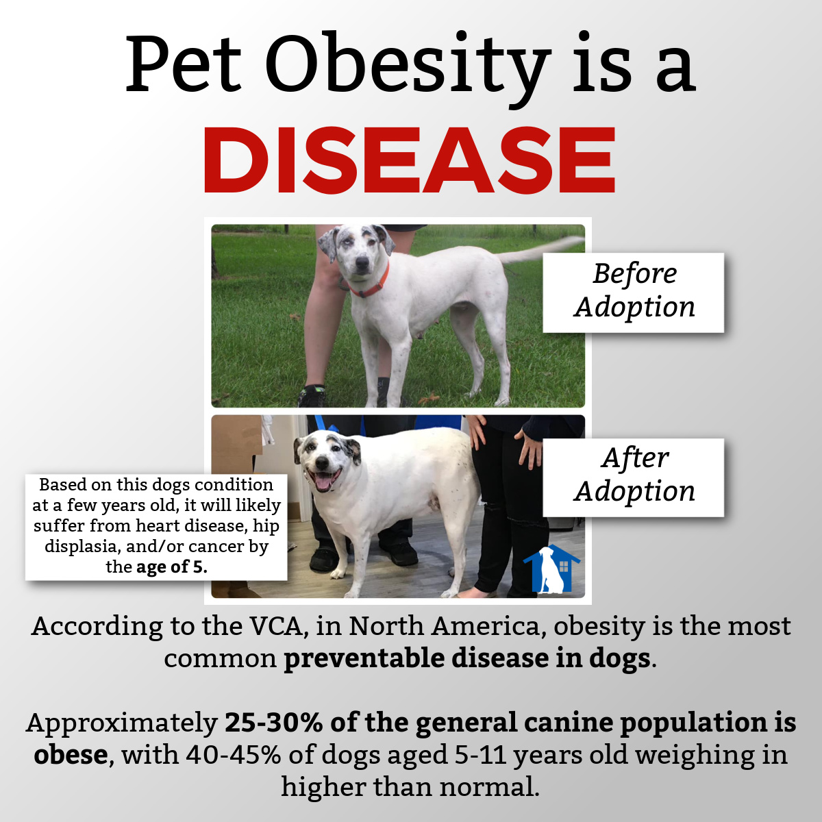 Pet Obesity is a DISEASE! 🚨