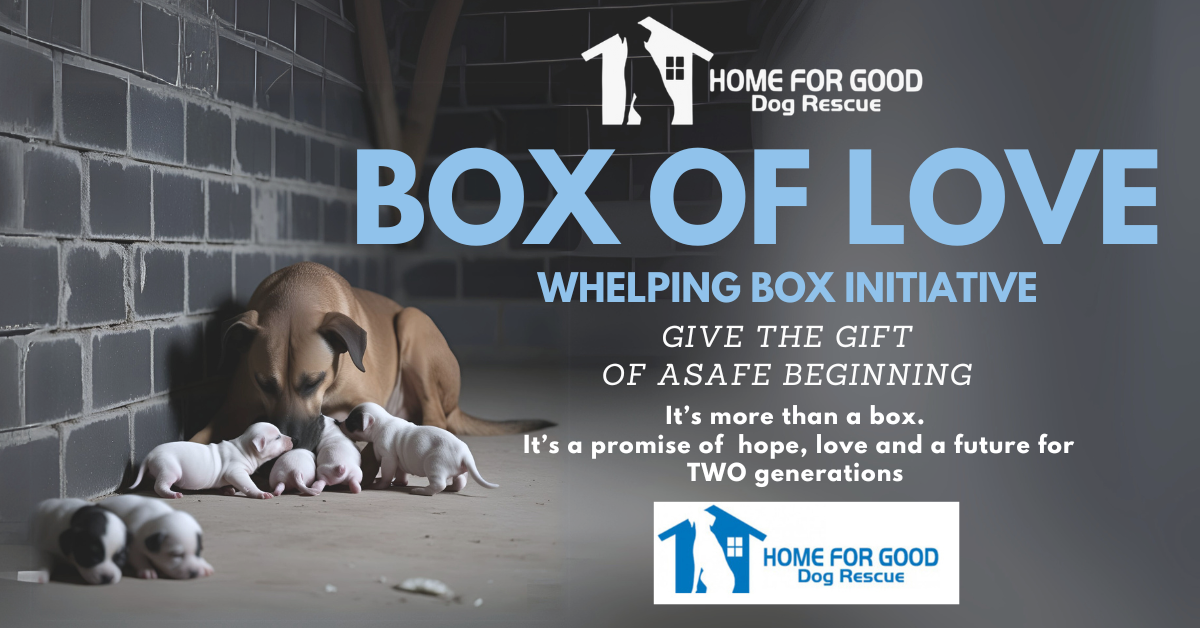 BOX OF LOVE: A Mission to Save Lives
