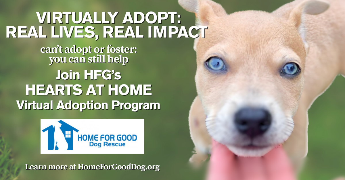 Hearts at Home: Virtual Adoption: Real Lives, Real Impact