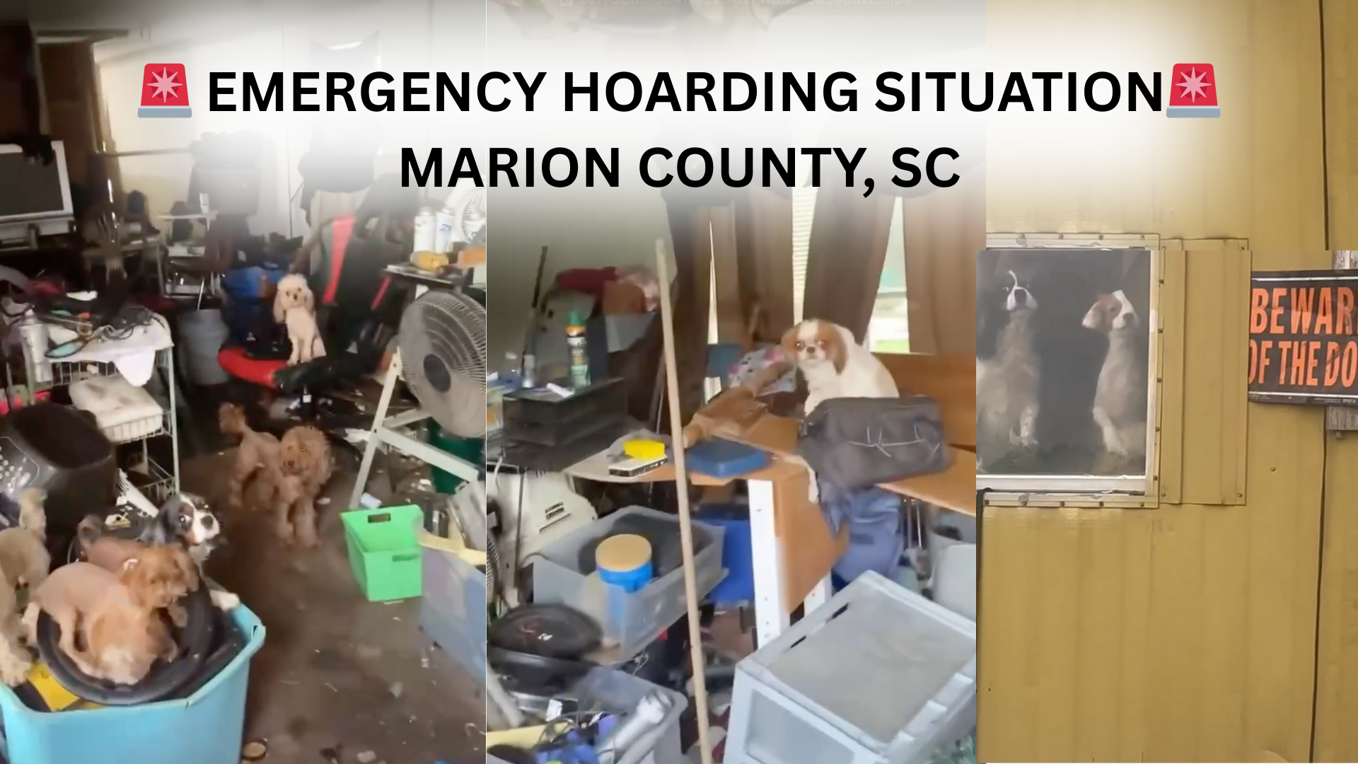 EMERGENCY RESCUE FUNDRAISER: From Suffering to Safety, 16 Dogs Need You Now