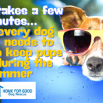 Summer Dog Safety | Keep Your Best Friend Cool and Comfortable