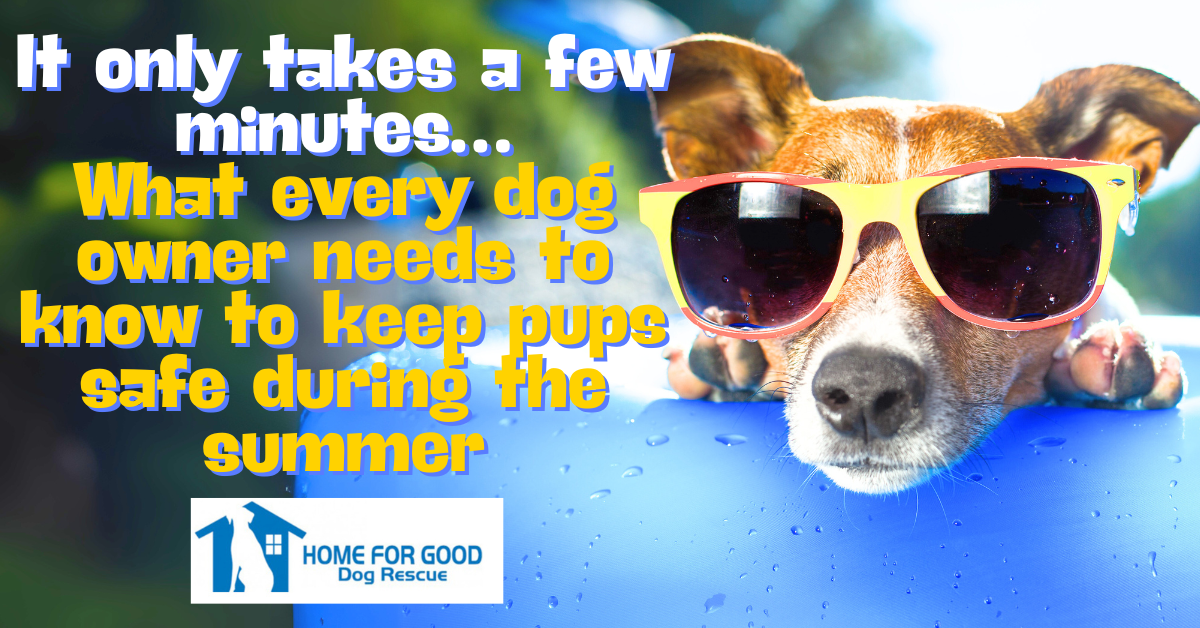 Summer Dog Safety | Keep Your Best Friend Cool and Comfortable