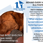 Home for Good Foster Spotlight: Meet Patty Frerichs, Foster of the Month