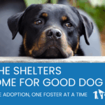 Clear the Shelters: A Nationwide Mission with Local Impact