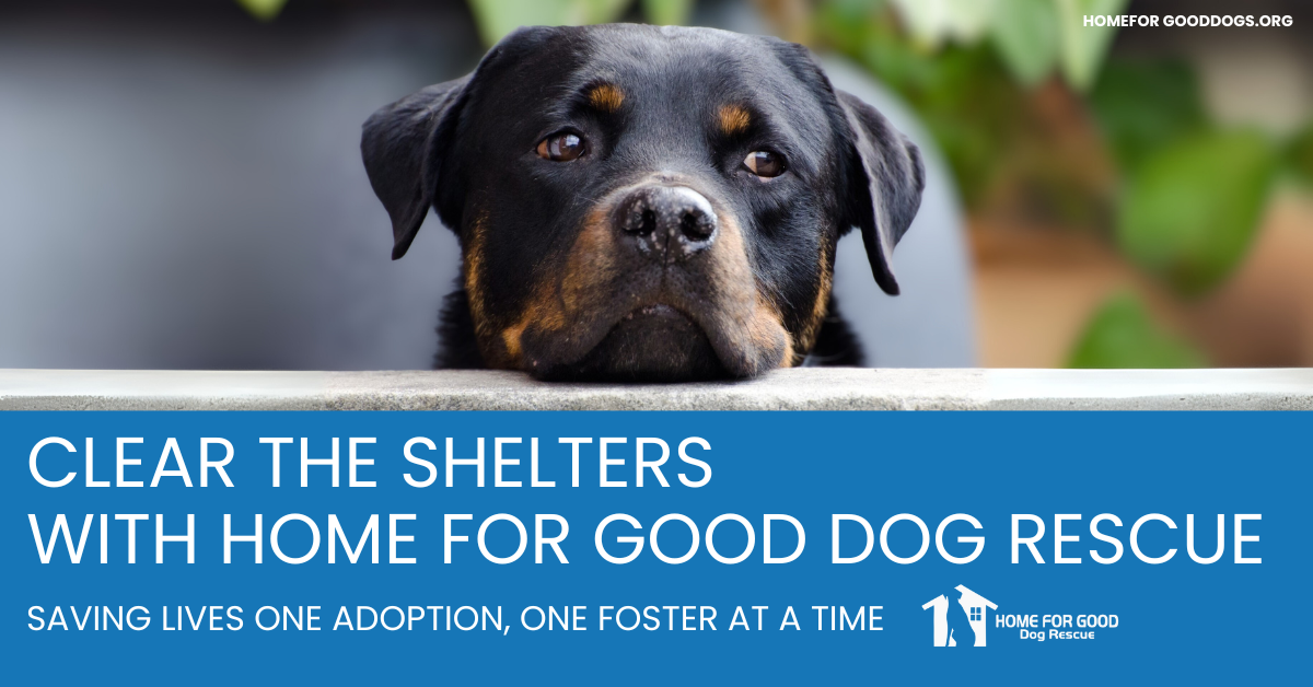 Clear the Shelters: A Nationwide Mission with Local Impact