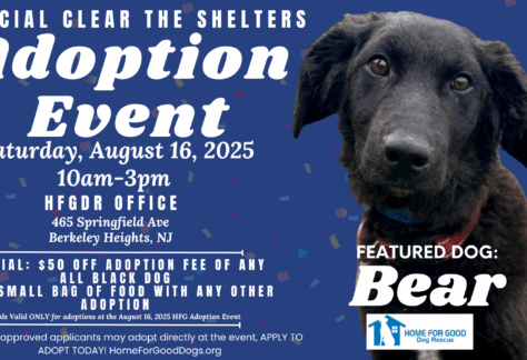 How Much is a Dog Adoption Fee: Uncover the Costs