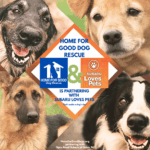 Home for Good Dog Rescue Wins Prestigious Subaru Loves Pets Grant