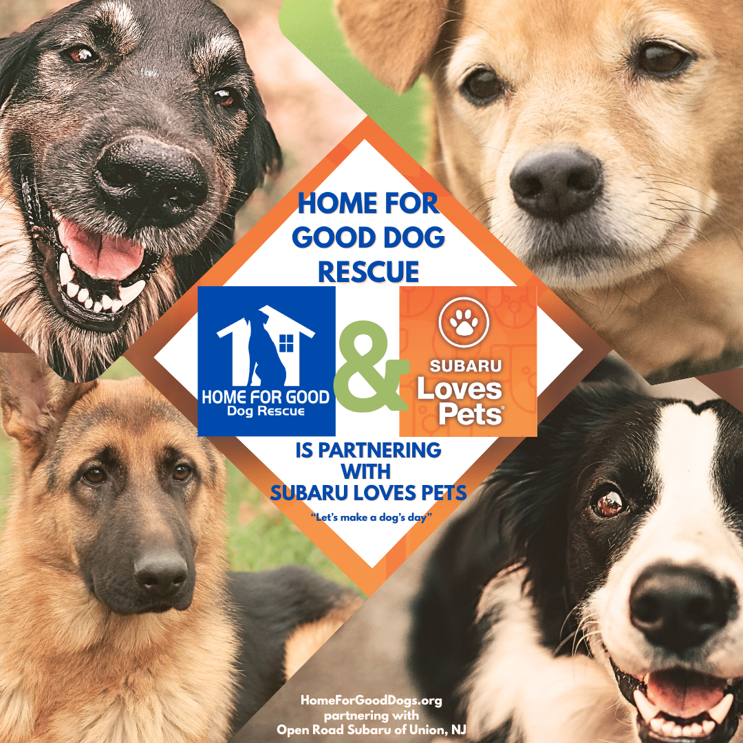 Home for Good Dog Rescue Wins Prestigious Subaru Loves Pets Grant