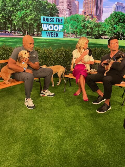 Home for Good Dog Rescue pups on LIVE with Kelly & Mark