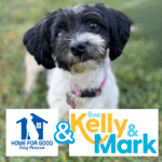 Home for Good Dog Rescue pups on LIVE with Kelly & Mark
