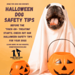 Home for Good Dog Rescue’s Halloween Safety Tips for Your Pups