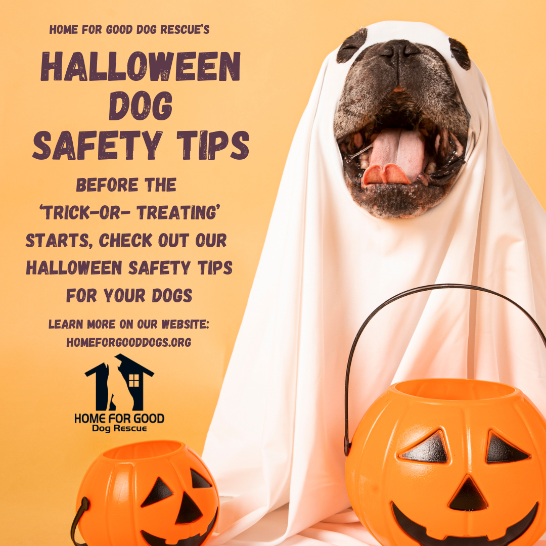 Home for Good Dog Rescue’s Halloween Safety Tips for Your Pups