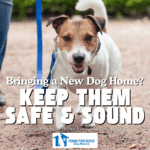Bringing Home a Dog? Keep Them Safe & Sound