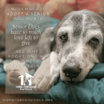 National Adopt a Senior Pet Month