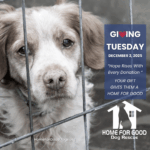 Giving Tuesday: Your Gift Gives Them a Home for Good
