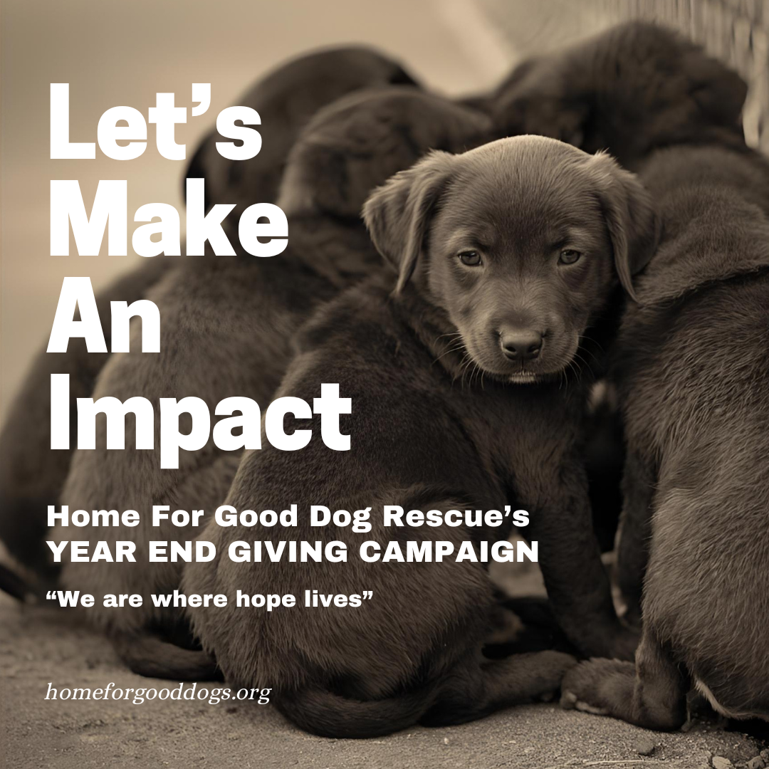 Home for Good Dog Rescue’s Year-End Giving Fund: Where Hope Lives