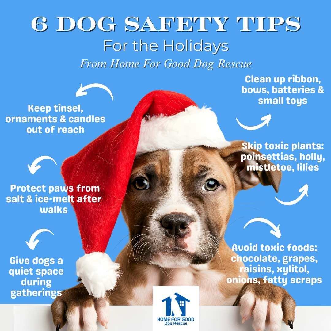 Winter Holiday Dog Safety Tips
