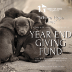 Home for Good Dog Rescue’s Year-End Giving Fund: Where Hope Lives