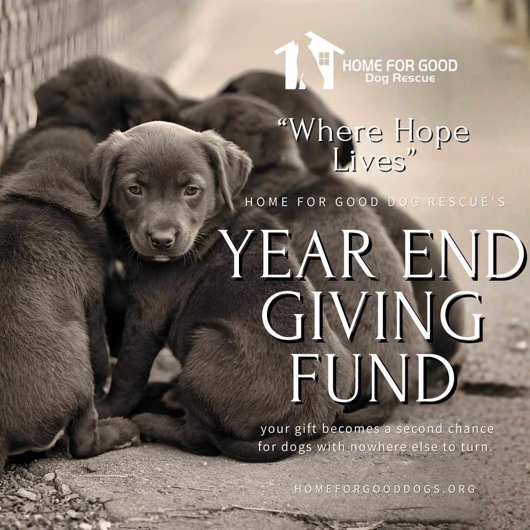 Home for Good Dog Rescue’s Year-End Giving Fund: Where Hope Lives