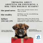 Adopting a Dog Over the Holidays: What to Know Before You Say Yes