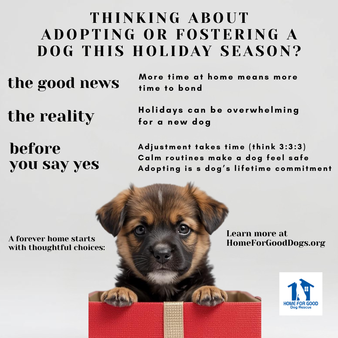 Adopting a Dog Over the Holidays: What to Know Before You Say Yes