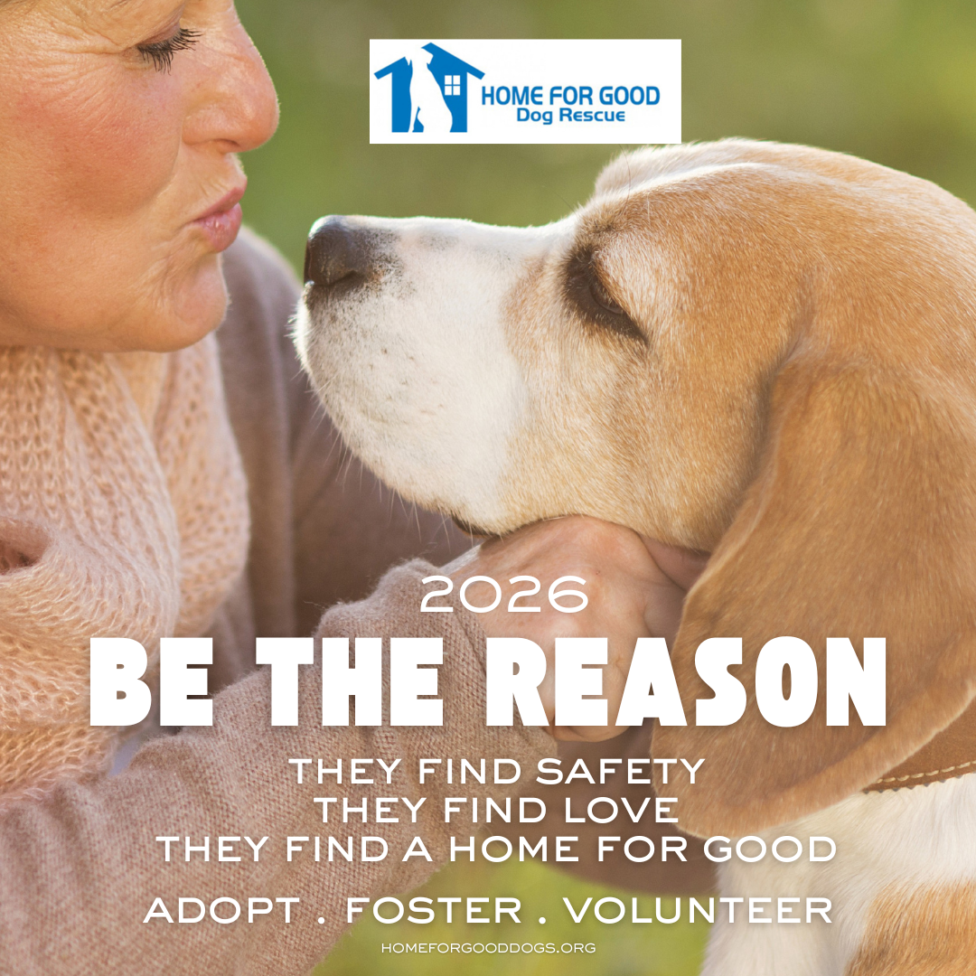 Be the Reason a Dog Finds Safety, Love and a Forever Home