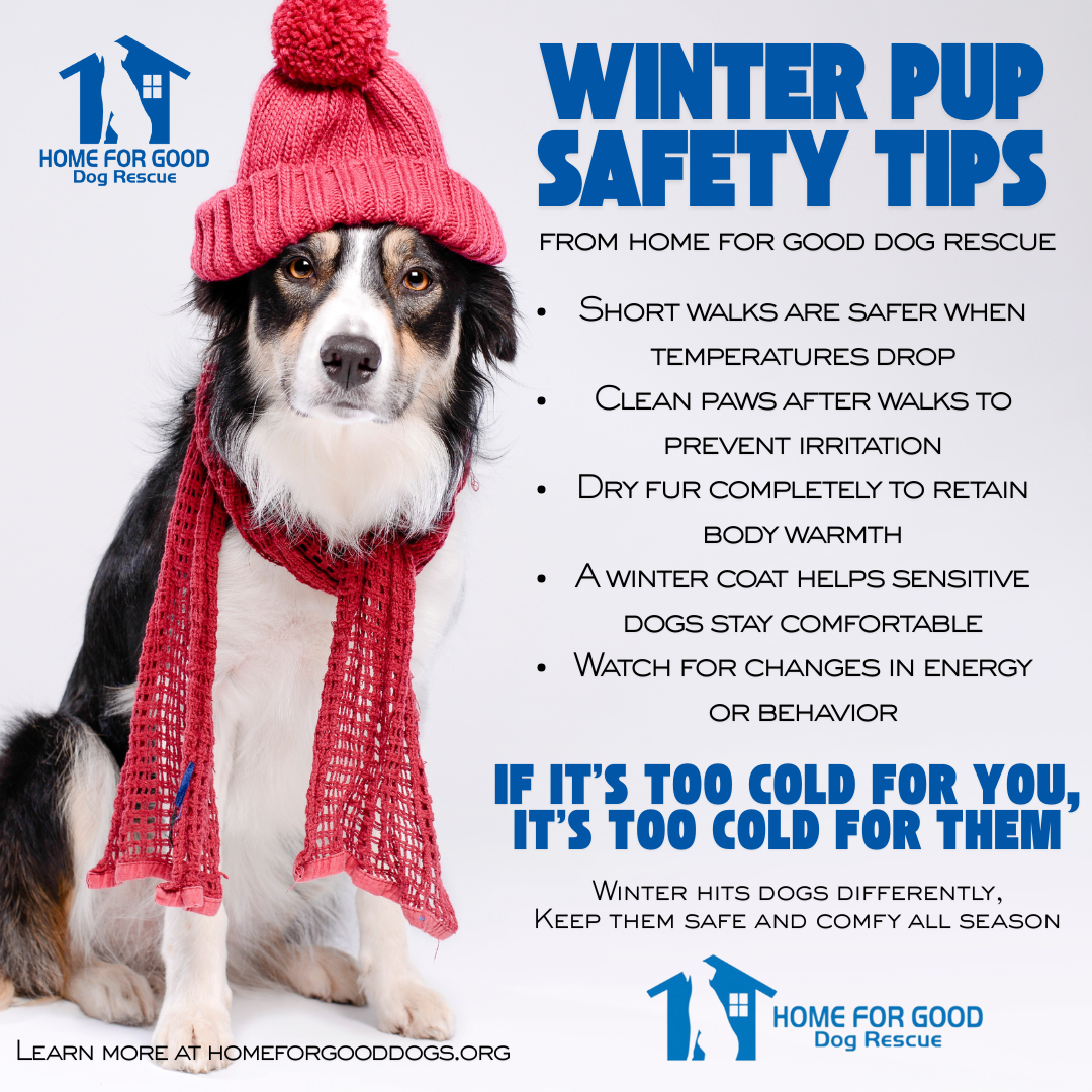 Winter Pup Safety Tips for Cold Weather