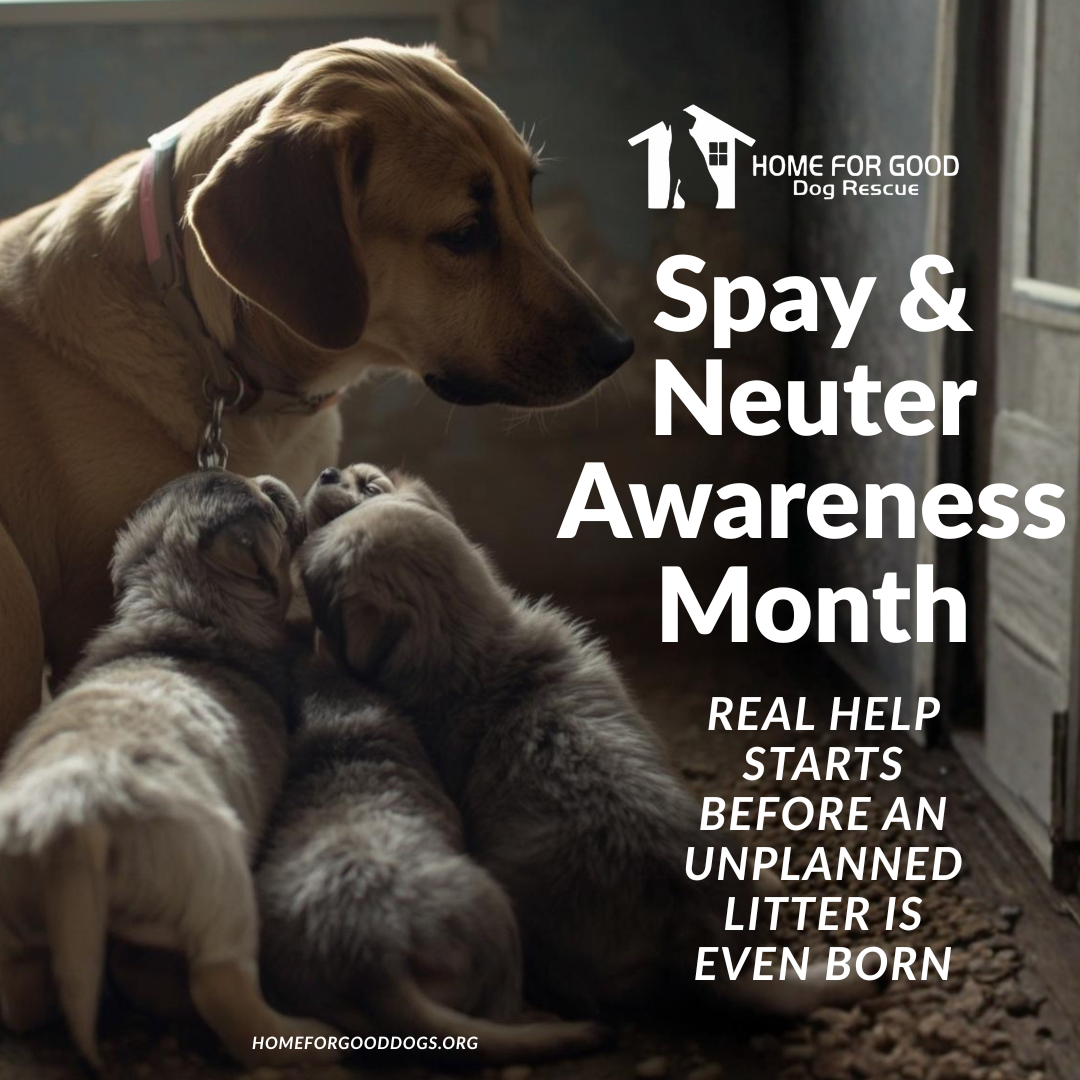 NATIONAL SPAY AND NEUTER AWARENESS MONTH